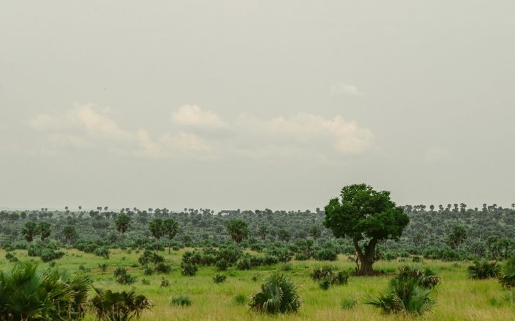 Green savannah landscape in Uganda